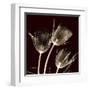 Parrot Tulips 1-Albert Koetsier-Framed Art Print