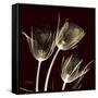 Parrot Tulips 1-Albert Koetsier-Framed Stretched Canvas
