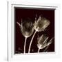 Parrot Tulips 1-Albert Koetsier-Framed Art Print