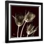 Parrot Tulips 1-Albert Koetsier-Framed Art Print