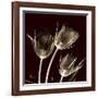 Parrot Tulips 1-Albert Koetsier-Framed Art Print