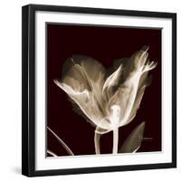 Parrot Tulips 2-Albert Koetsier-Framed Art Print