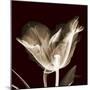 Parrot Tulips 2-Albert Koetsier-Mounted Art Print