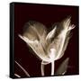 Parrot Tulips 2-Albert Koetsier-Framed Stretched Canvas