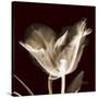 Parrot Tulips 2-Albert Koetsier-Stretched Canvas