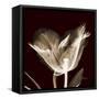 Parrot Tulips 2-Albert Koetsier-Framed Stretched Canvas