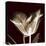 Parrot Tulips 2-Albert Koetsier-Stretched Canvas