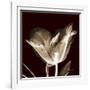 Parrot Tulips 2-Albert Koetsier-Framed Art Print