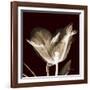 Parrot Tulips 2-Albert Koetsier-Framed Art Print