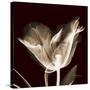 Parrot Tulips 2-Albert Koetsier-Stretched Canvas