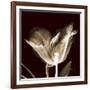 Parrot Tulips 2-Albert Koetsier-Framed Art Print