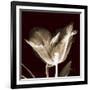 Parrot Tulips 2-Albert Koetsier-Framed Art Print