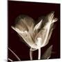 Parrot Tulips 2-Albert Koetsier-Mounted Premium Giclee Print