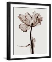 Parrot Tulips I-Steven N^ Meyers-Framed Giclee Print