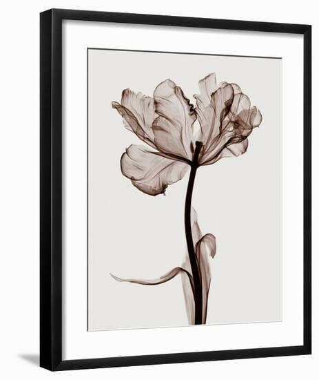 Parrot Tulips I-Steven N^ Meyers-Framed Giclee Print