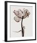 Parrot Tulips I-Steven N^ Meyers-Framed Giclee Print