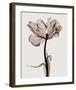 Parrot Tulips I-Steven N^ Meyers-Framed Giclee Print