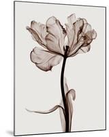 Parrot Tulips I-Steven N^ Meyers-Mounted Giclee Print