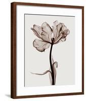 Parrot Tulips I-Steven N^ Meyers-Framed Giclee Print