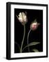Parrot Tulips I-Andrew Levine-Framed Giclee Print