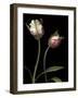 Parrot Tulips I-Andrew Levine-Framed Giclee Print