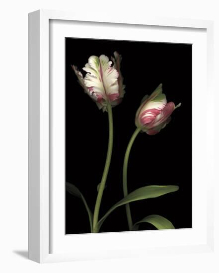 Parrot Tulips I-Andrew Levine-Framed Giclee Print