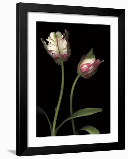 Parrot Tulips I-Andrew Levine-Framed Giclee Print