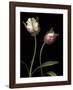 Parrot Tulips I-Andrew Levine-Framed Giclee Print