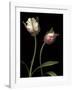 Parrot Tulips I-Andrew Levine-Framed Giclee Print