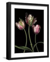 Parrot Tulips II-Andrew Levine-Framed Giclee Print