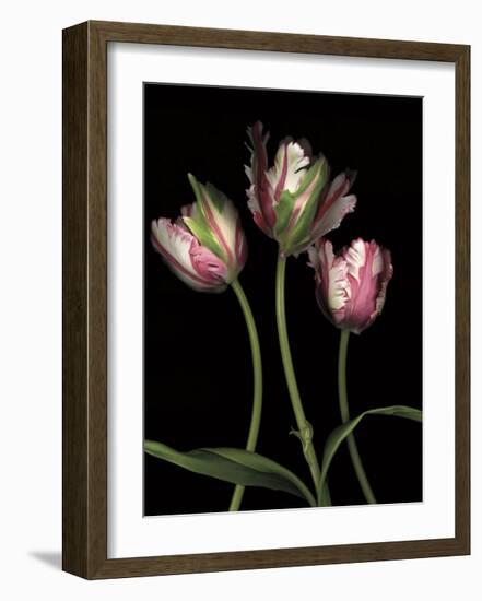 Parrot Tulips II-Andrew Levine-Framed Giclee Print