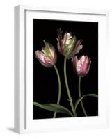 Parrot Tulips II-Andrew Levine-Framed Giclee Print