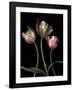 Parrot Tulips II-Andrew Levine-Framed Giclee Print