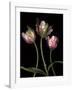 Parrot Tulips II-Andrew Levine-Framed Giclee Print