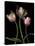 Parrot Tulips II-Andrew Levine-Stretched Canvas