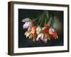 Parrot Tulips in White Pitcher-Anna Miller-Framed Photographic Print