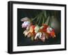 Parrot Tulips in White Pitcher-Anna Miller-Framed Photographic Print