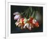 Parrot Tulips in White Pitcher-Anna Miller-Framed Photographic Print