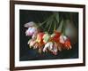 Parrot Tulips in White Pitcher-Anna Miller-Framed Photographic Print