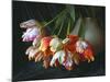 Parrot Tulips in White Pitcher-Anna Miller-Mounted Photographic Print