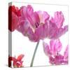 Parrot Tulips-Judy Stalus-Stretched Canvas