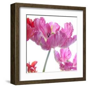 Parrot Tulips-Judy Stalus-Framed Art Print