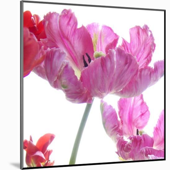 Parrot Tulips-Judy Stalus-Mounted Art Print