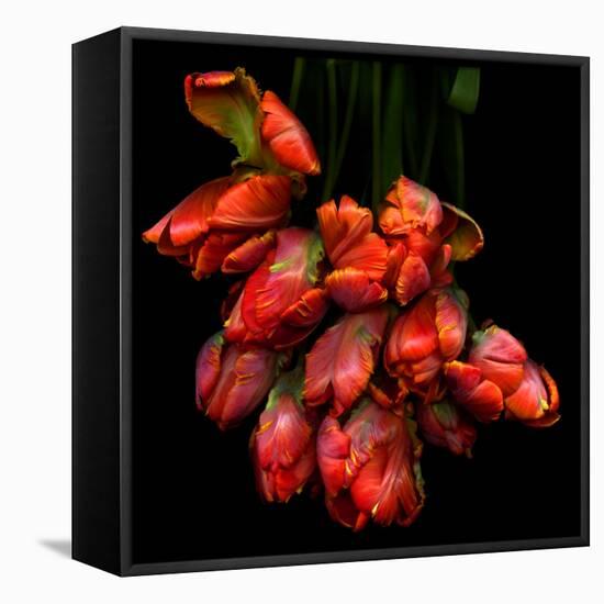 Parrot Tulips-Magda Indigo-Framed Stretched Canvas