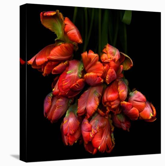 Parrot Tulips-Magda Indigo-Stretched Canvas