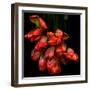 Parrot Tulips-Magda Indigo-Framed Photographic Print