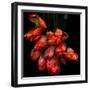 Parrot Tulips-Magda Indigo-Framed Photographic Print