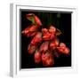 Parrot Tulips-Magda Indigo-Framed Photographic Print