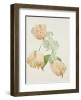 Parrot Tulips-Sarah Creswell-Framed Giclee Print