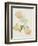 Parrot Tulips-Sarah Creswell-Framed Giclee Print